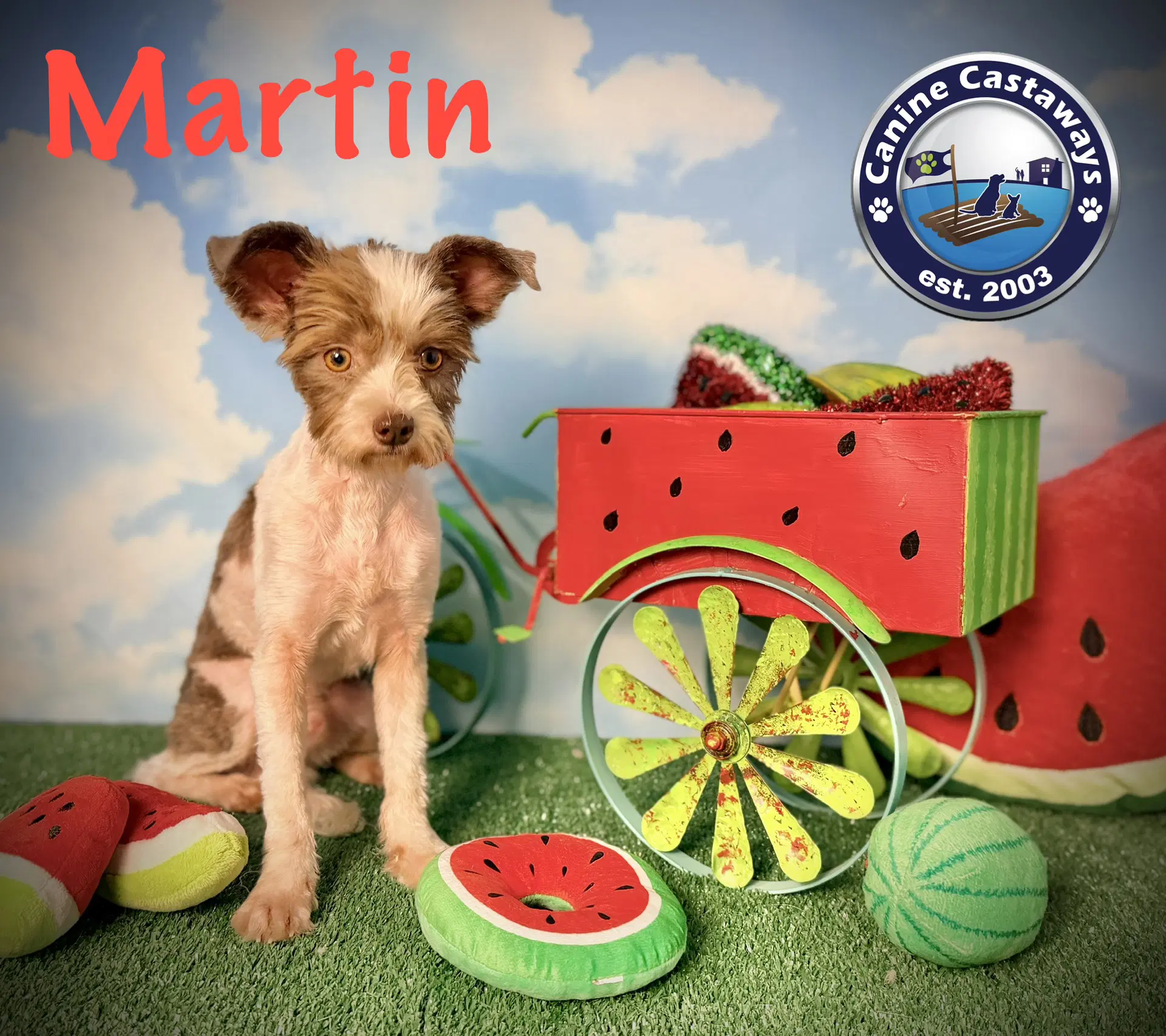 Martin - Shih Tzu