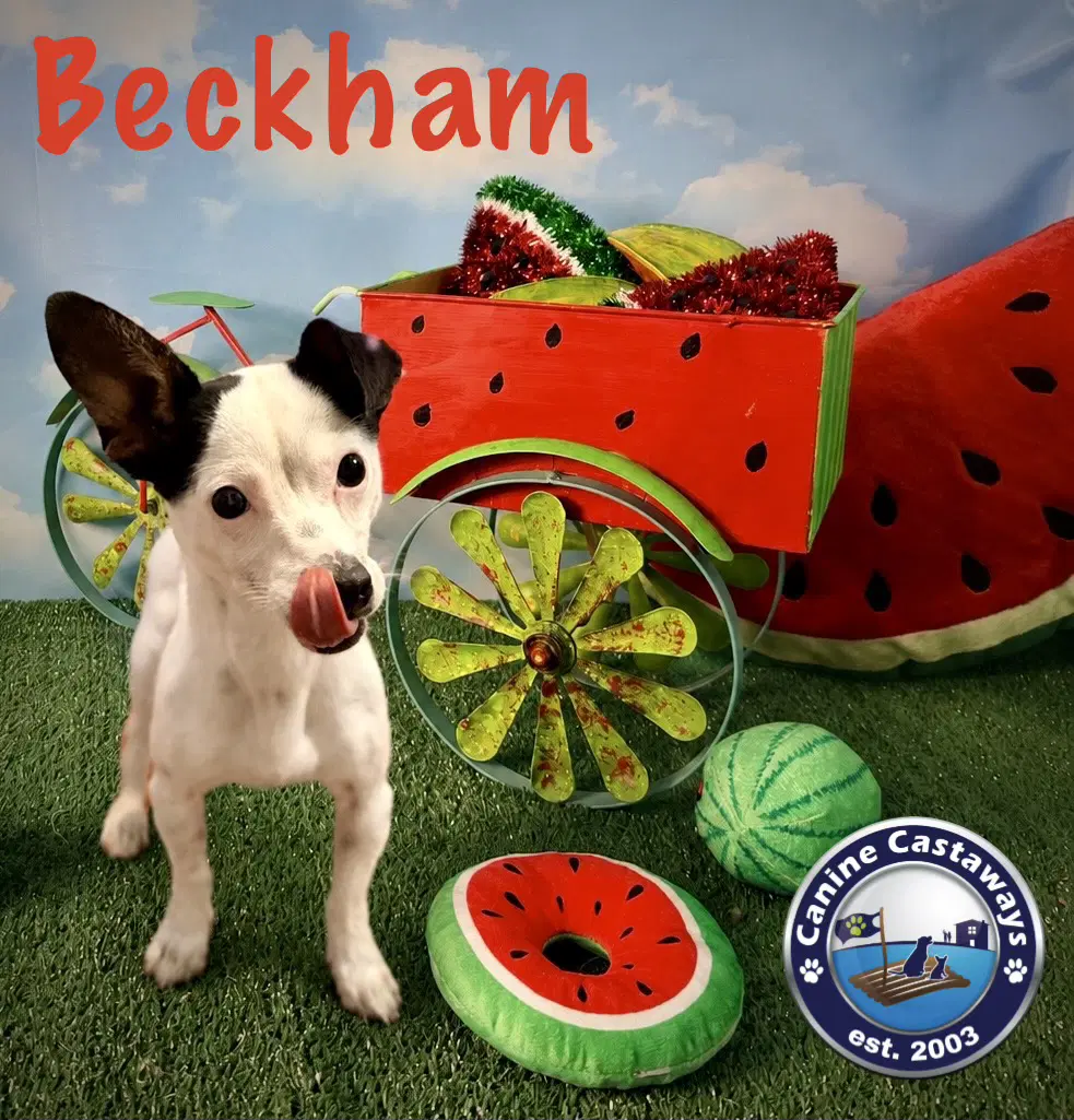 Beckham image 2