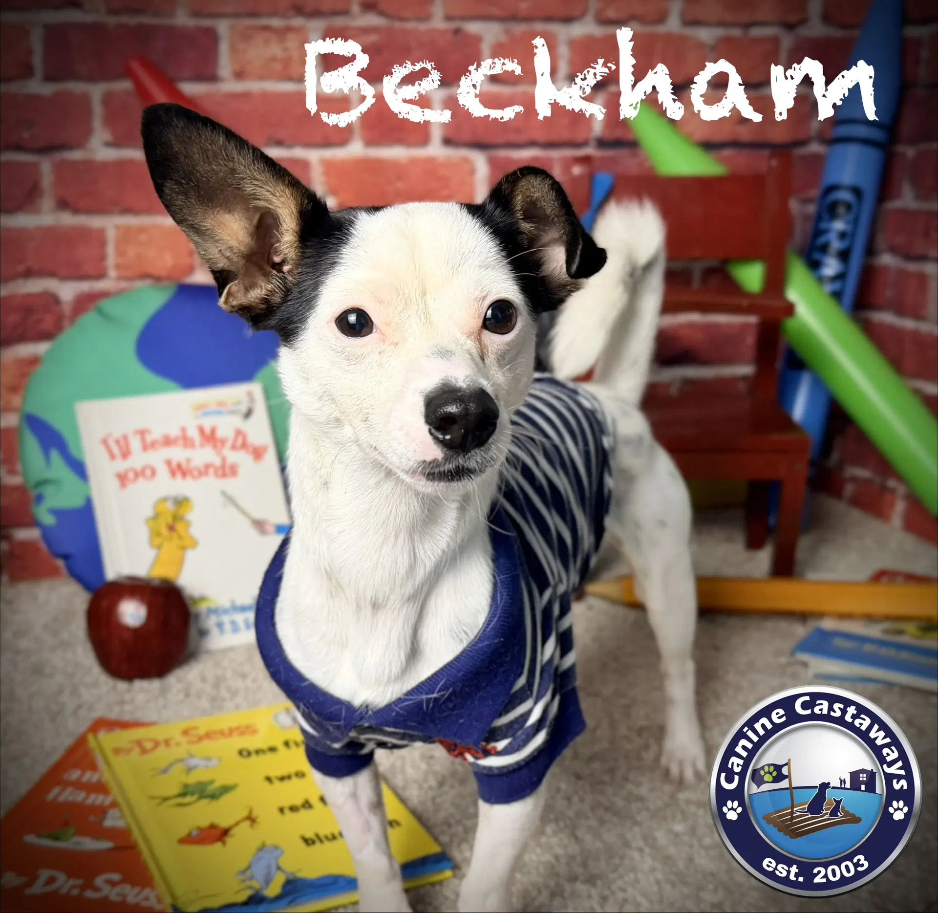 Beckham - Terrier/Chihuahua