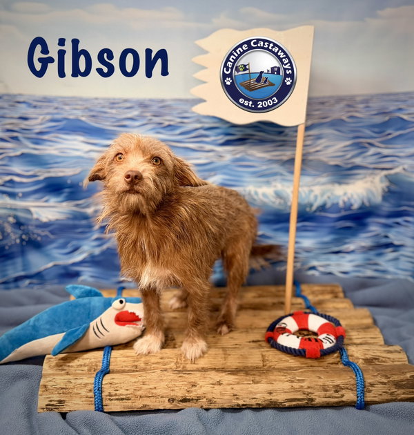 Gibson