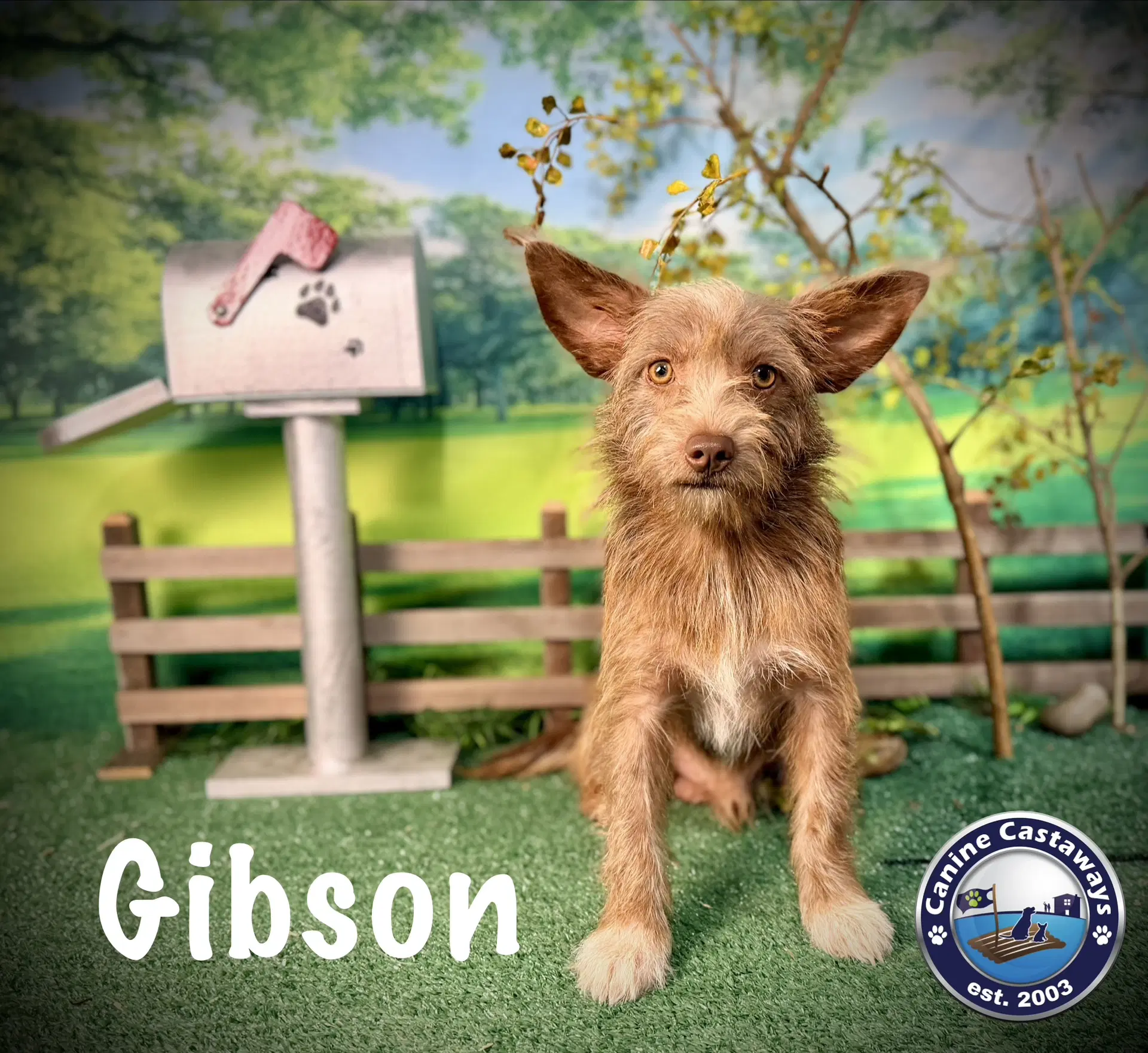 Gibson - Terrier mix