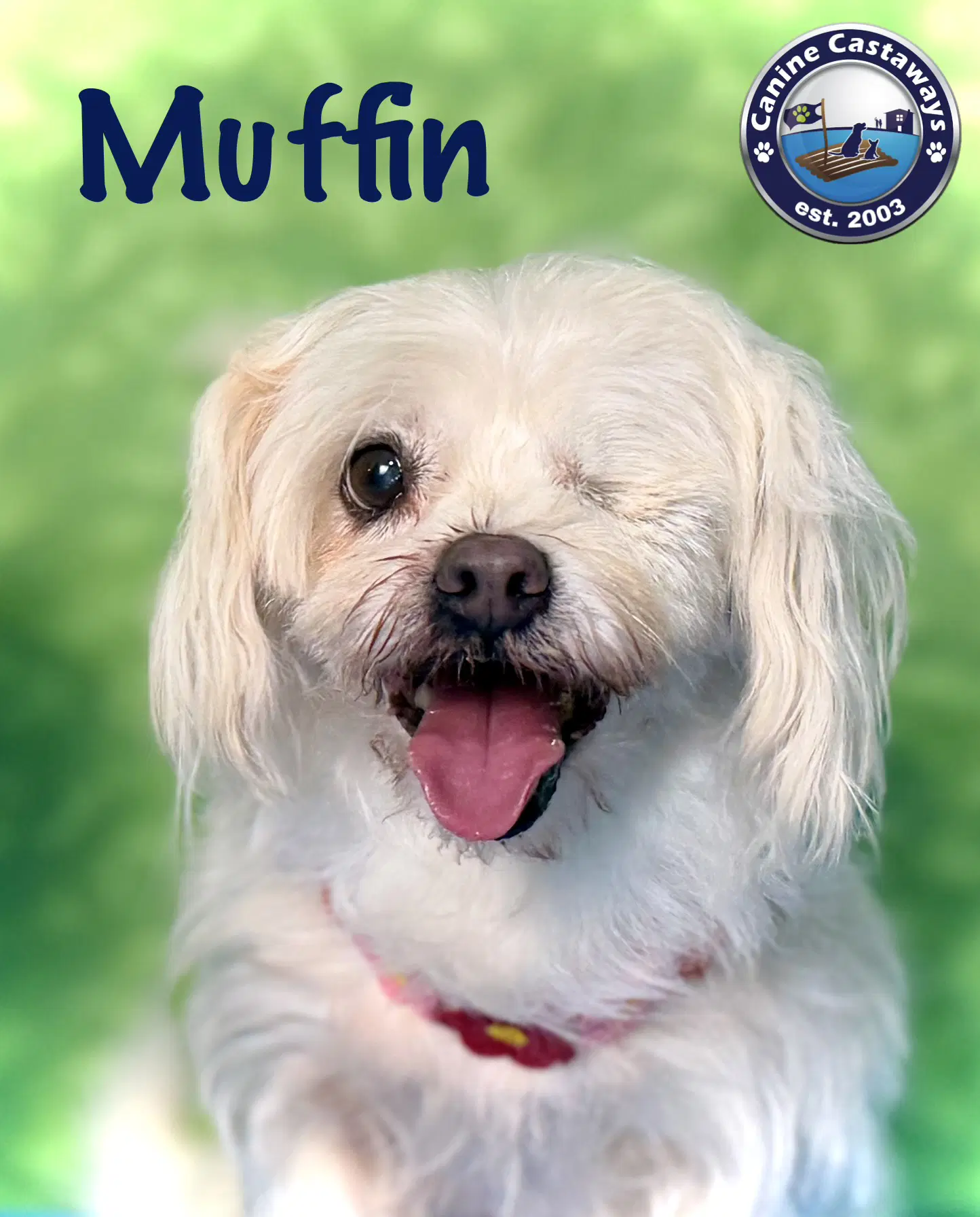 Muffin - Maltese