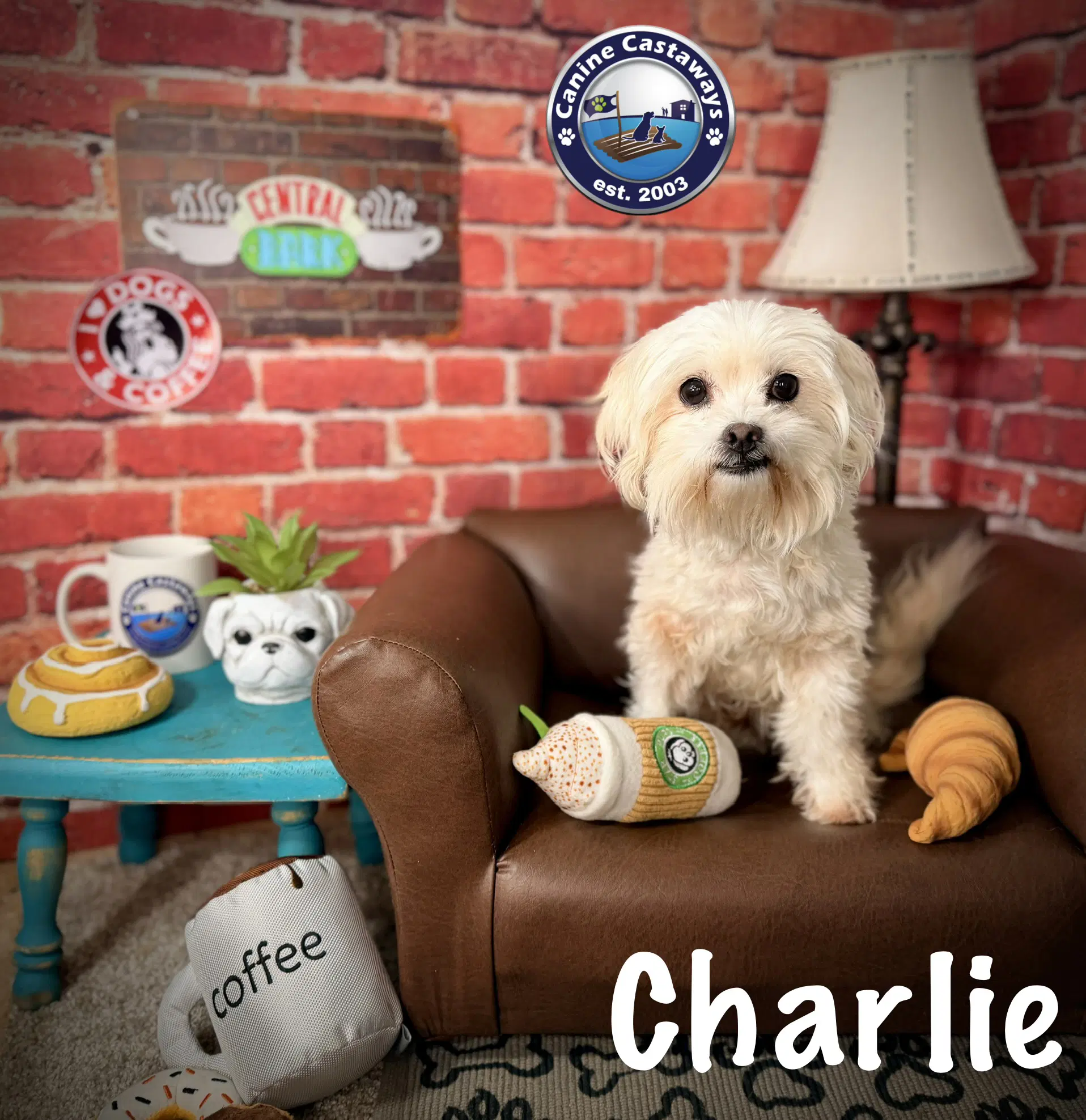 Charlie - Maltese