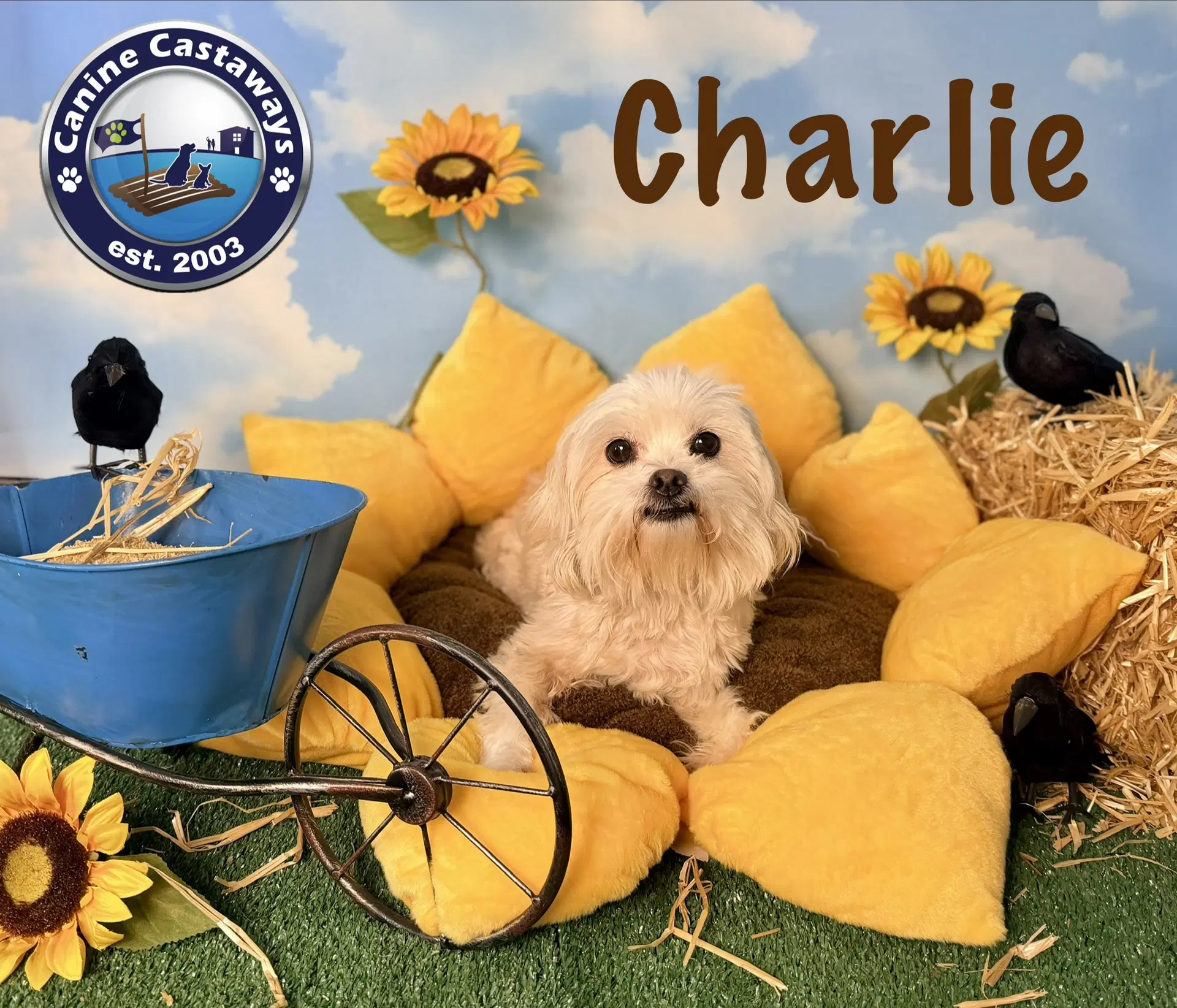 Charlie image 4