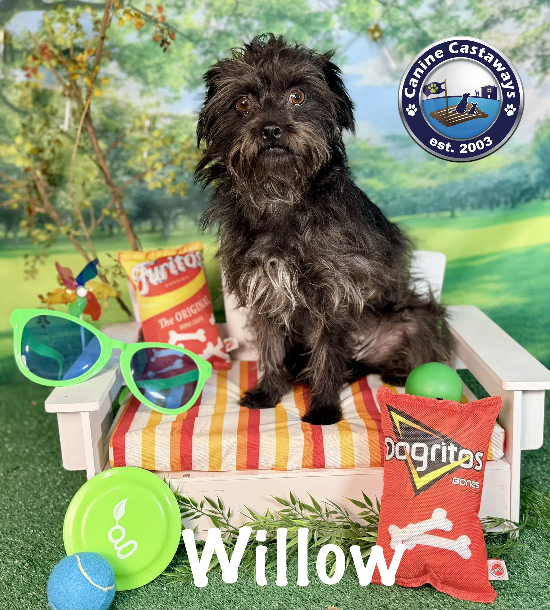 Willow image 3