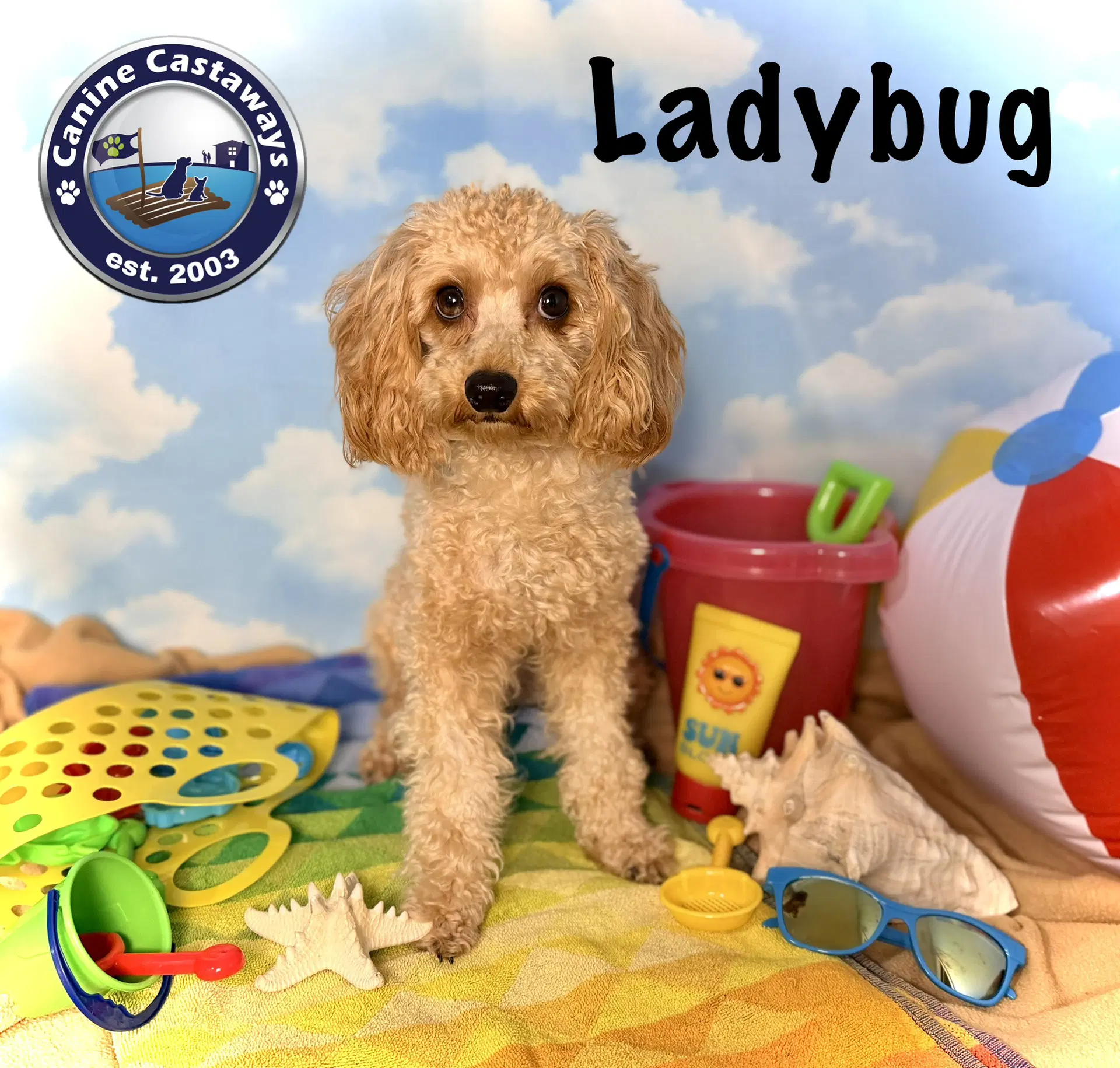 Pending - Ladybug - Cavalier King Charles Spaniel
