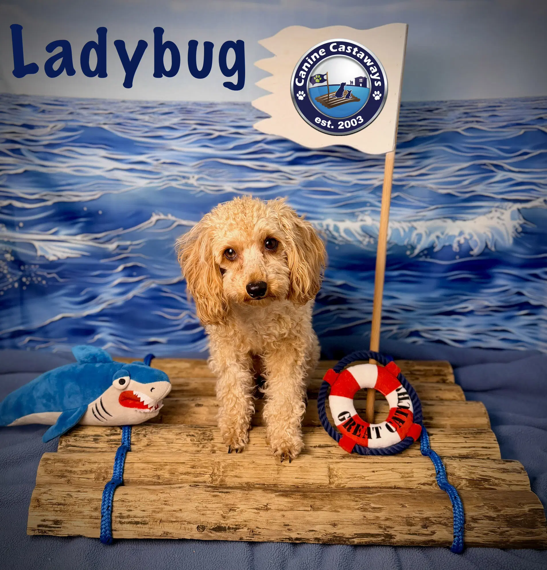 Pending - Ladybug image 2