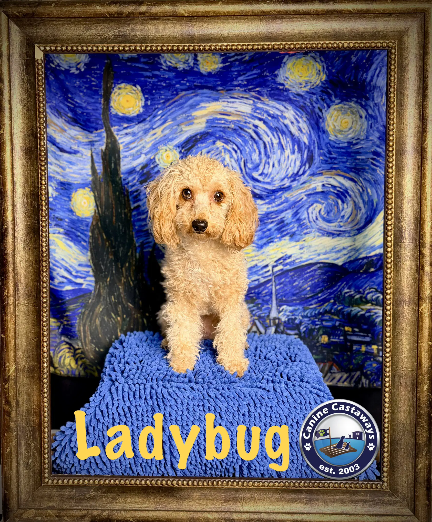 Pending - Ladybug image 3