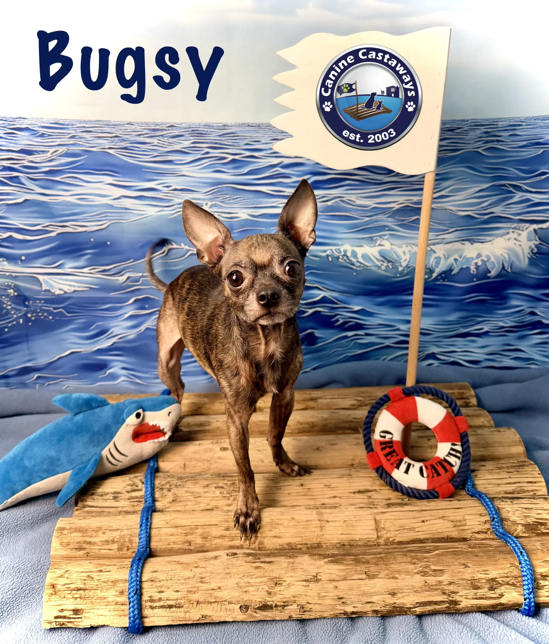 Bugsy - Chihuahua
