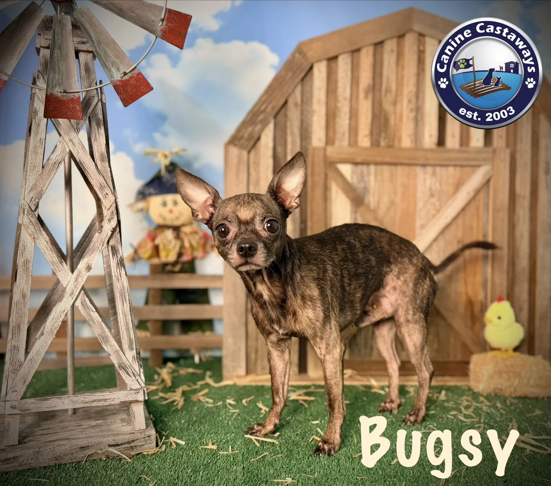 Bugsy image 2