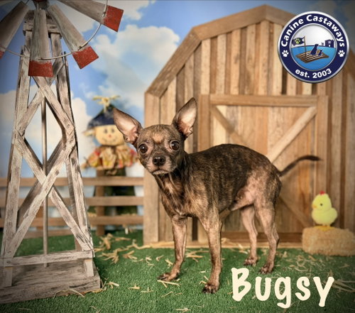 Photo 2 of Bugsy