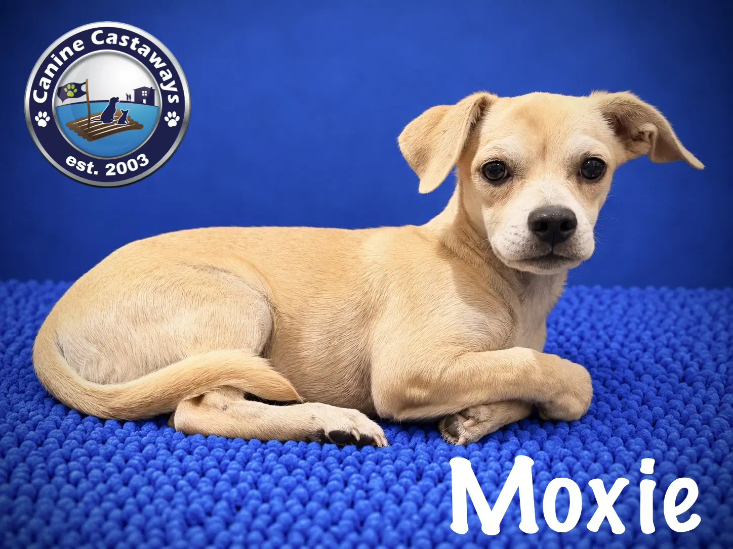 Moxie - Chihuahua