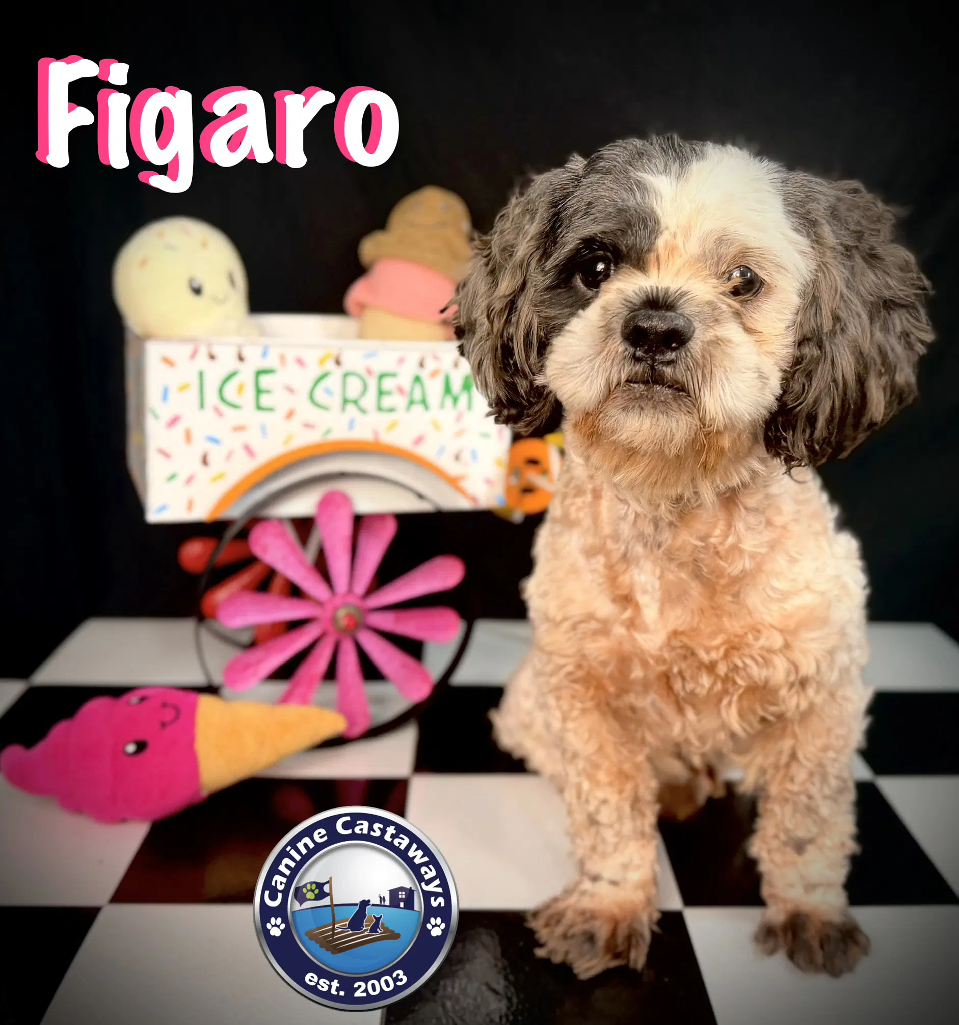 Figero - Poodle (Miniature)