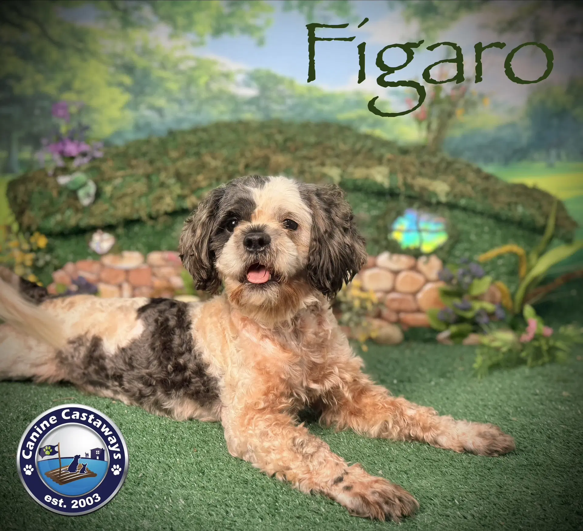 Figero image 3