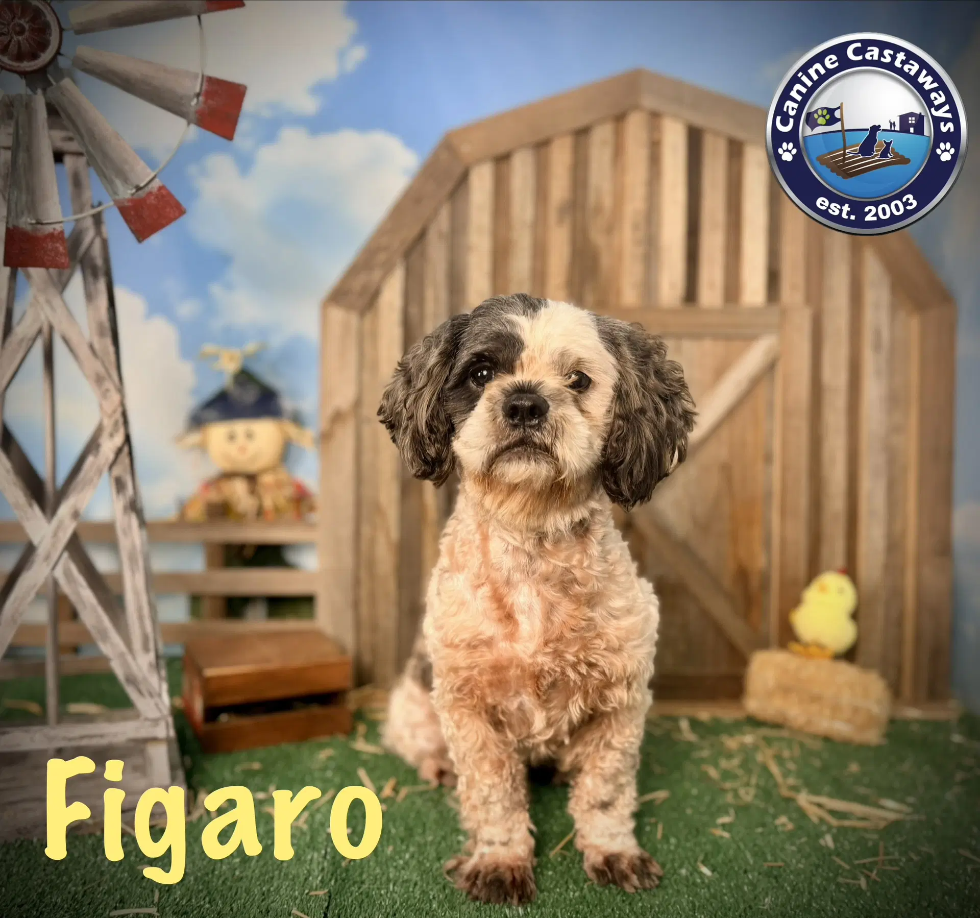 Figero image 4