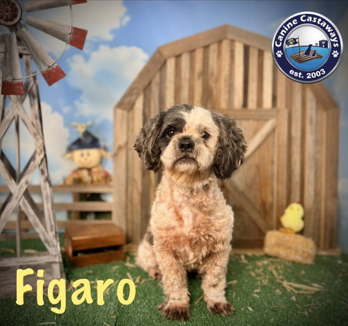 Photo 4 of Figero