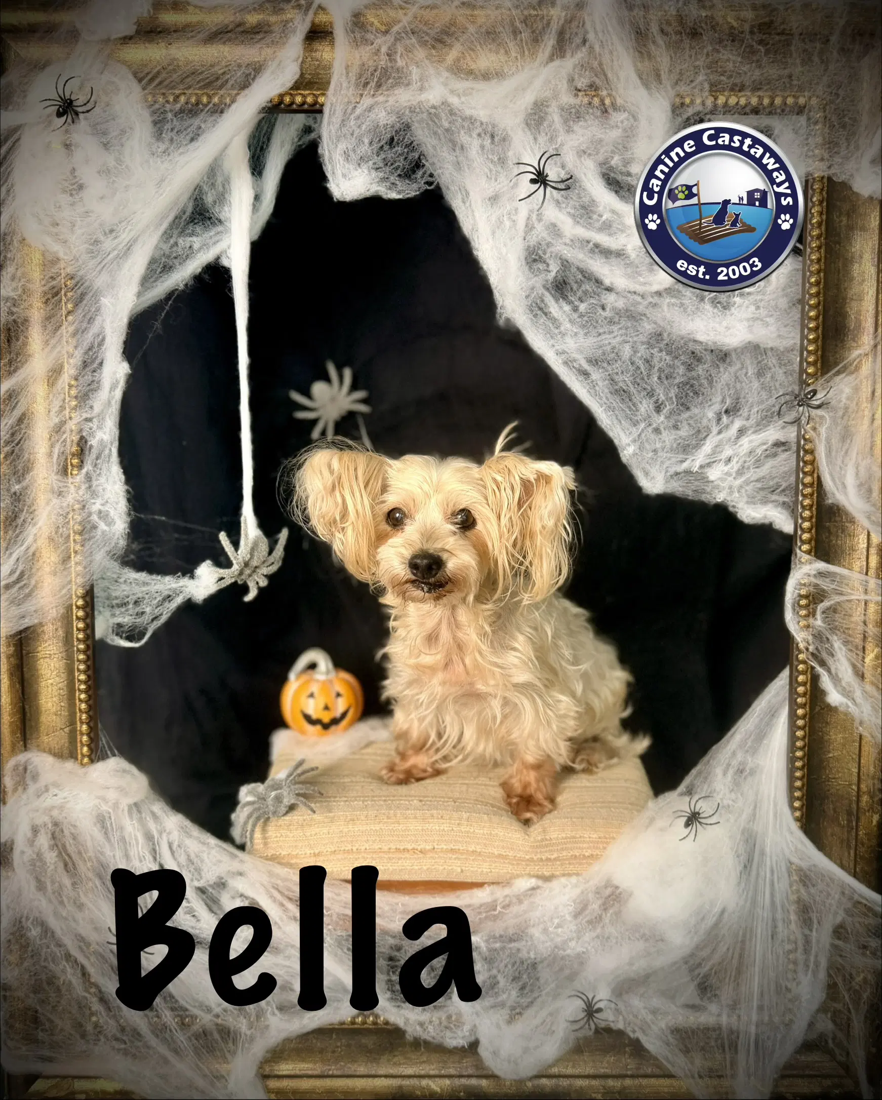 Bella - Yorkshire Terrier Yorkie
