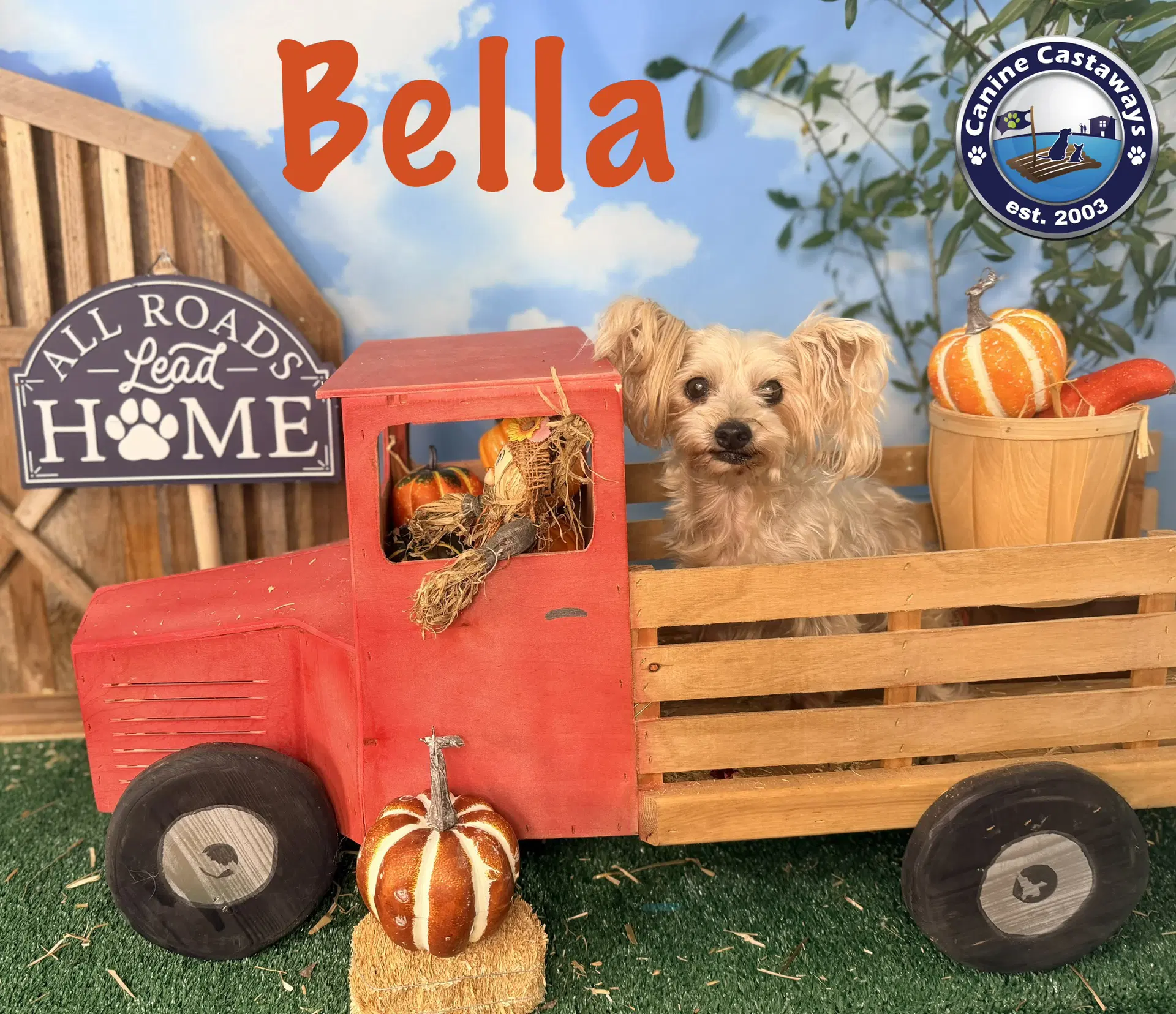 Bella image 3