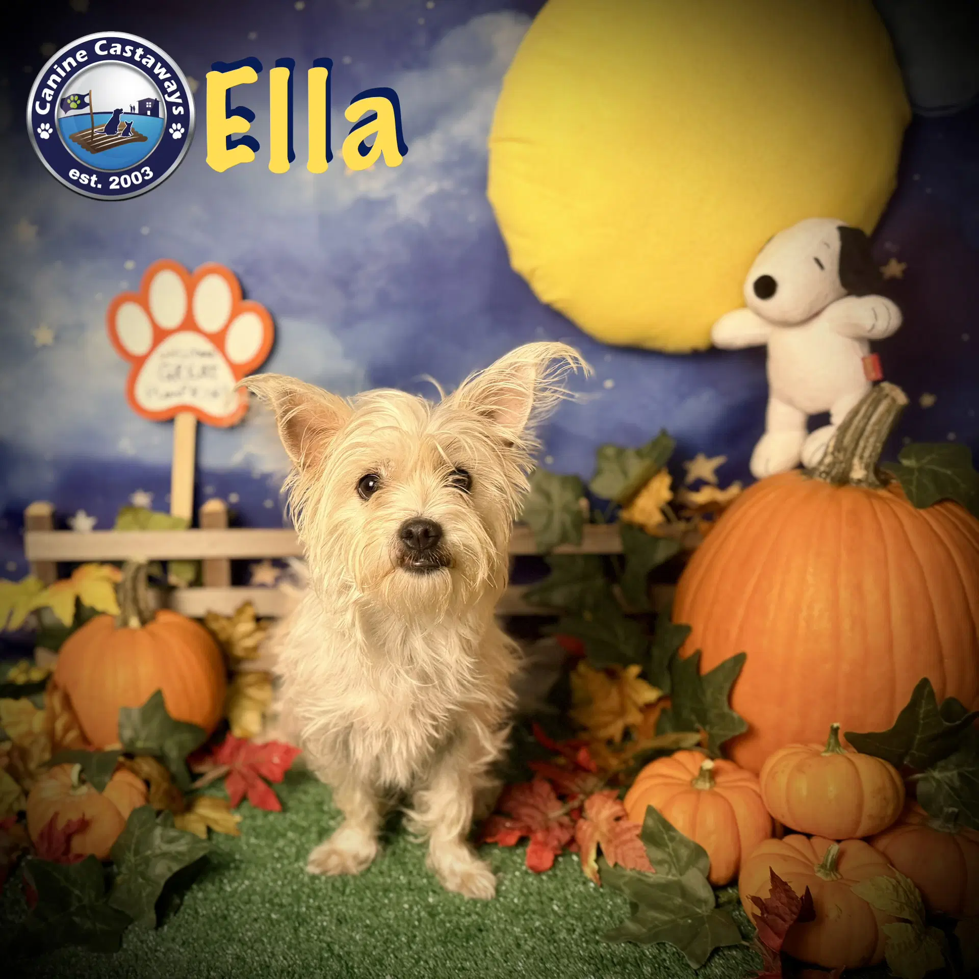 Ella - West Highland White Terrier Westie
