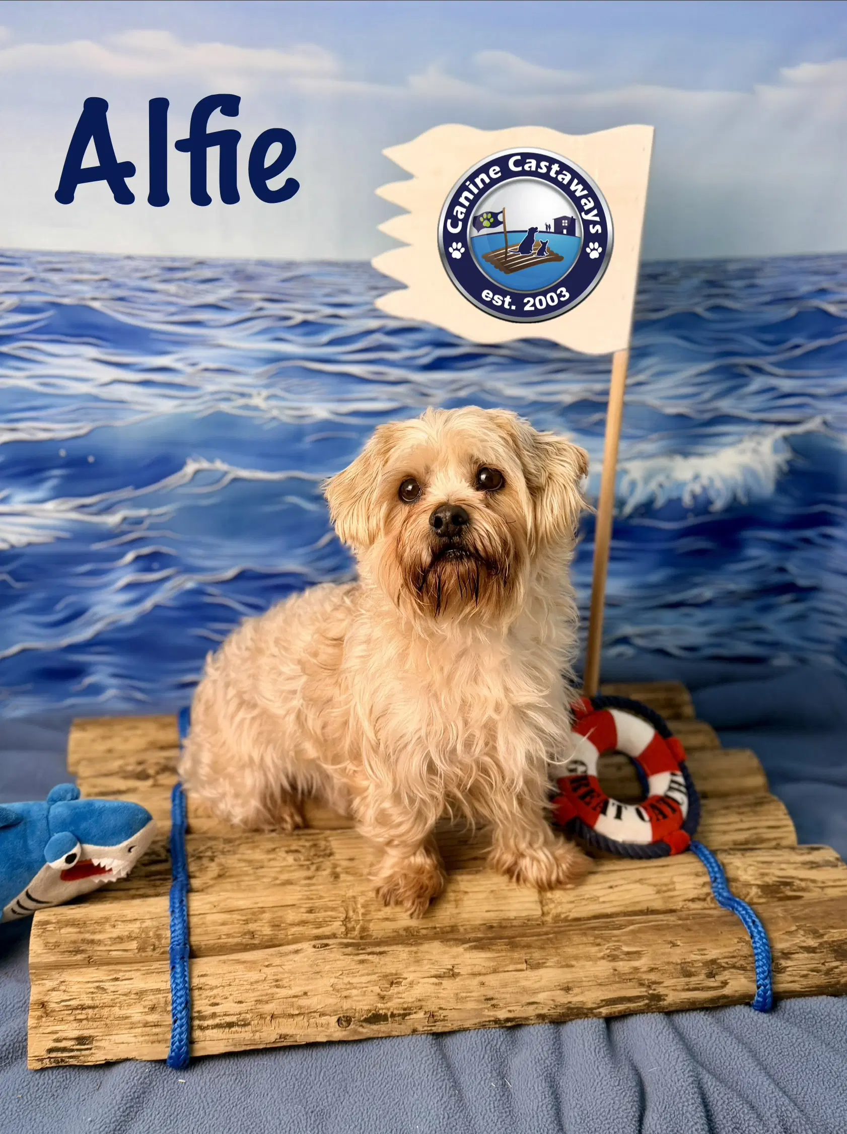 Alfie - Yorkshire Terrier Yorkie