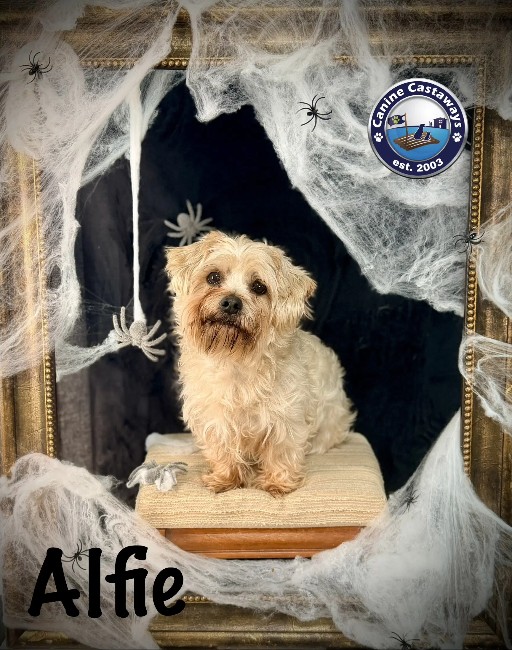 Alfie image 2