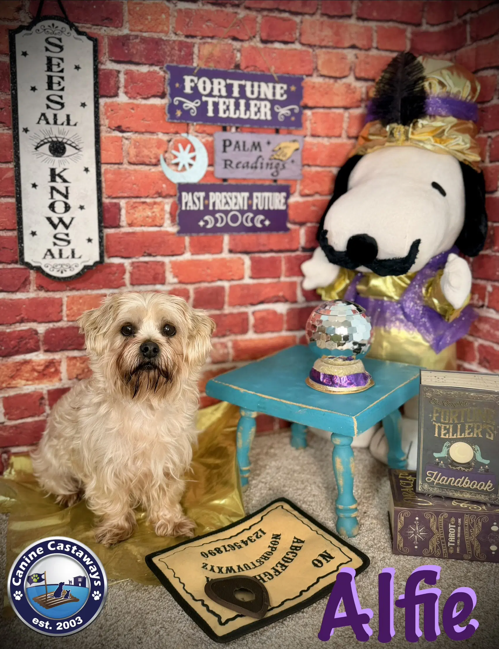 Alfie image 4