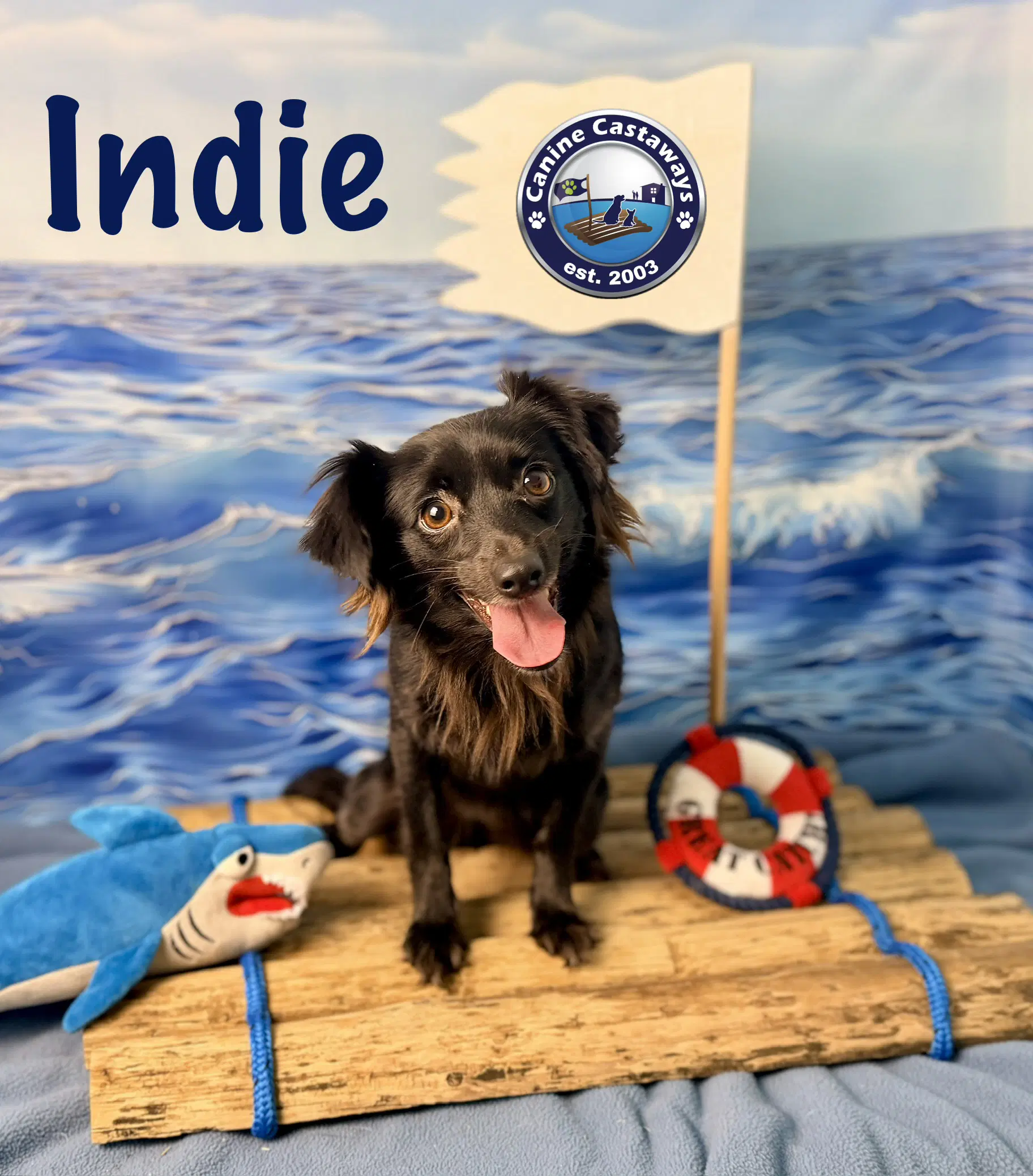 Indie - Chihuahua
