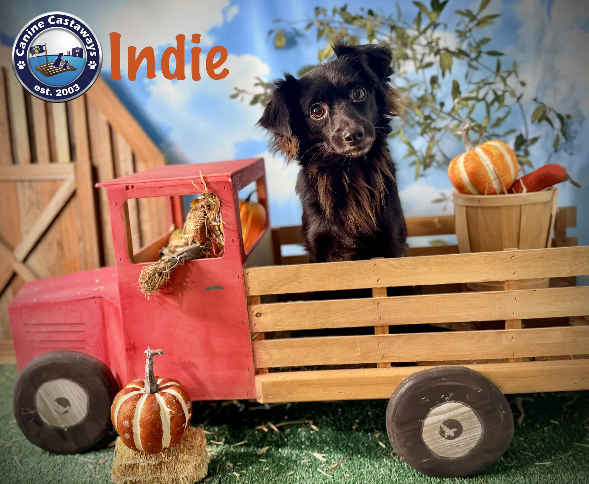 Indie image 2
