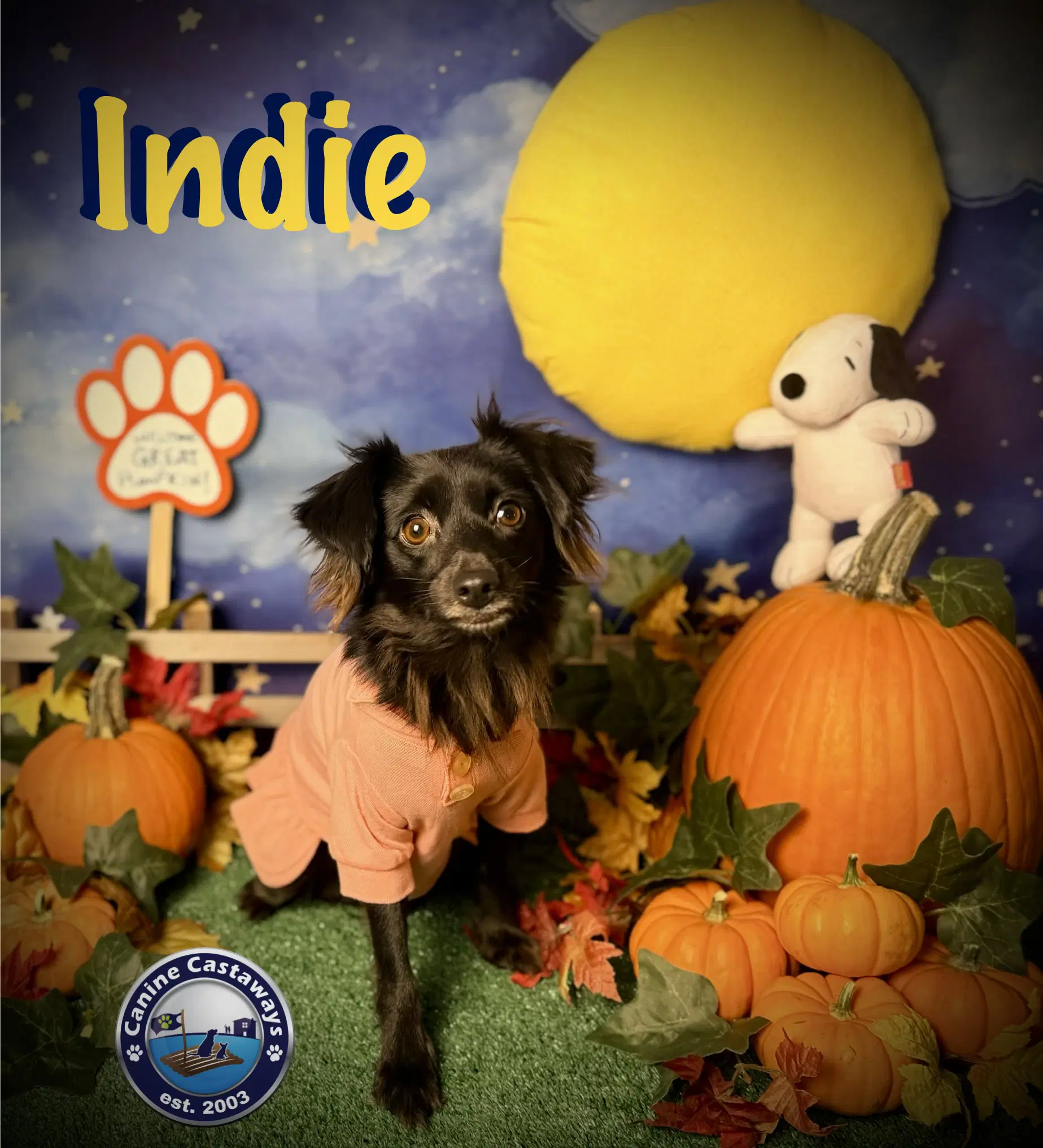 Indie image 3