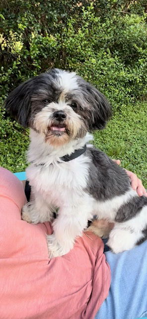 toy shih tzu rescue