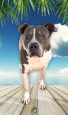 Tyson - Photo 4