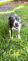 adoptable Dog in  named Tyson