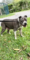 Tyson - Photo 2