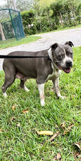 TYSON - Staffordshire Bull Terrier available for adoption