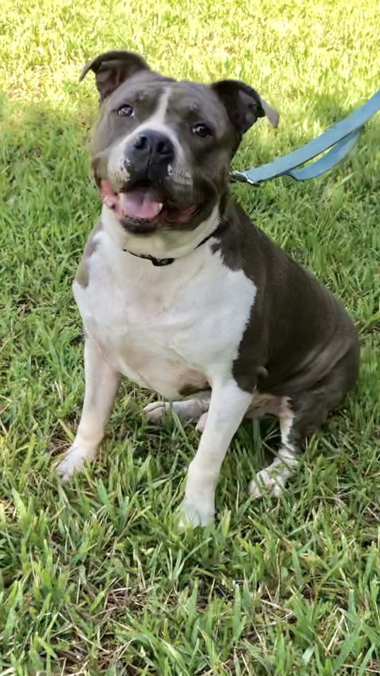 adoptable Dog in Fort Lauderdale, FL named Tyson