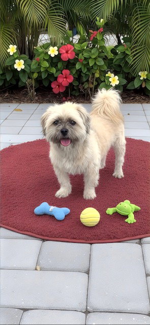 Geoffrey David, an adoptable Shih Tzu in Weston, FL