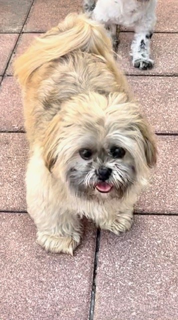 adoptable Dog in Fort Lauderdale, FL named Geoffrey David