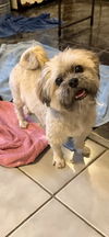 adoptable Dog in Fort Lauderdale, FL named Geoffrey David