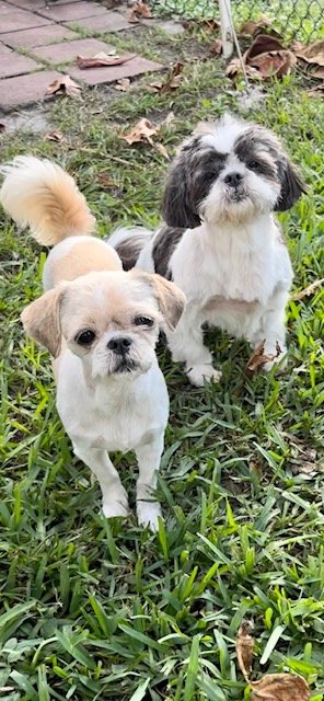 adoptable Dog in Fort Lauderdale, FL named Eva Rose & Magda Rose