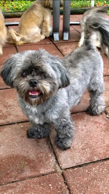 Grey store lhasa apso