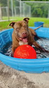 adoptable Dog in  named Brady