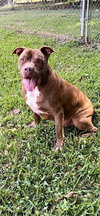 Brady - Photo 3