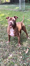 Brady - Photo 2
