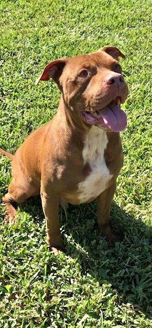 adoptable Dog in Fort Lauderdale, FL named Brady