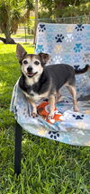 adoptable Dog in  named Maria Camila
