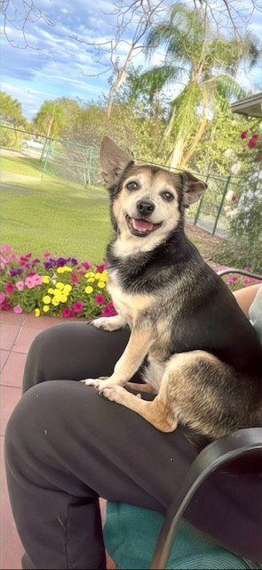 MARIA CAMILA - Terrier / Chihuahua for adoption in Miramar