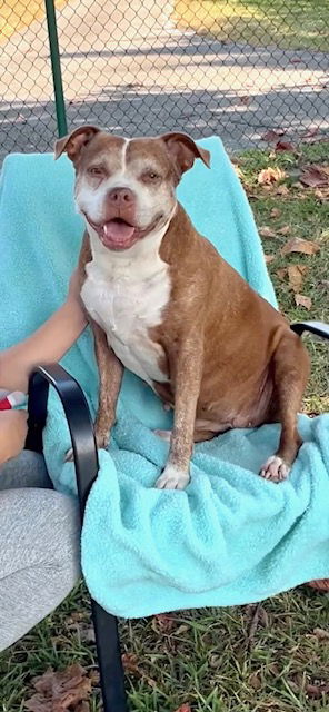 adoptable Dog in Fort Lauderdale, FL named Cinnamon