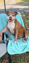 adoptable Dog in  named Cinnamon