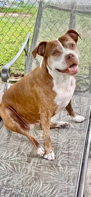 adoptable Dog in Fort Lauderdale, FL named Cinnamon