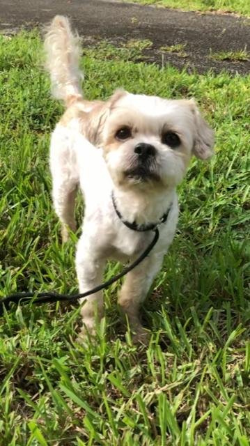 adoptable Dog in Fort Lauderdale, FL named Benjamin James